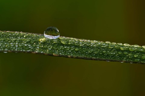 Framed Dew On Blade Of Greenery Print