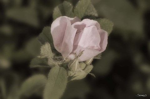Framed Pink Flower Closeup I Print