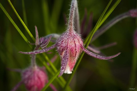 Framed Magenta Flowers Covered In Dew Print