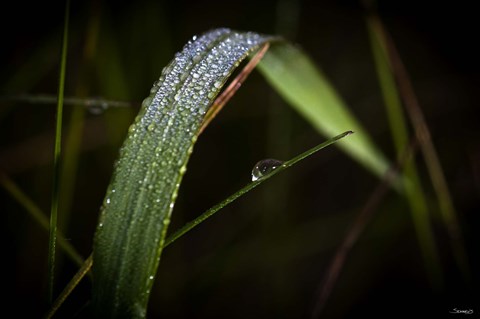 Framed Grass Blade Covered With Dew Print