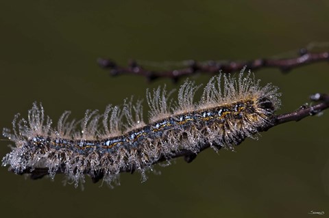 Framed Blue Caterpillar On Branch Closeup Print