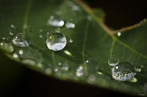 Framed Drops Of Rain On Leaf Closeup I Print