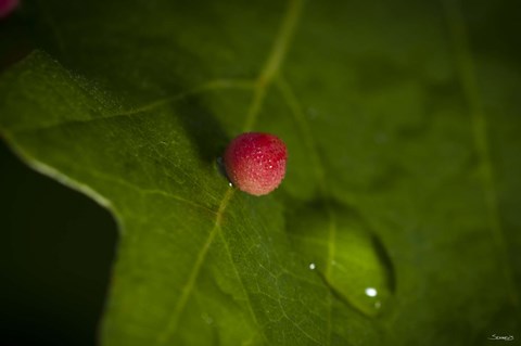 Framed Red Berry On Leaf Print