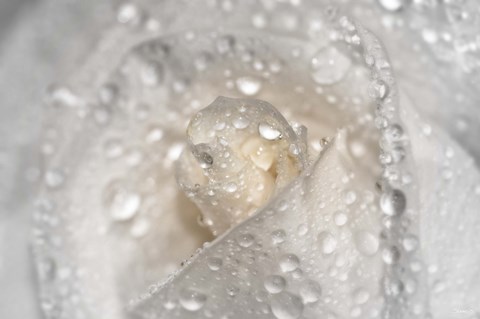 Framed White Rose Closeup With Dew I Print