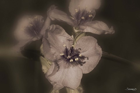 Framed Lavender And White Floral Blooms Print