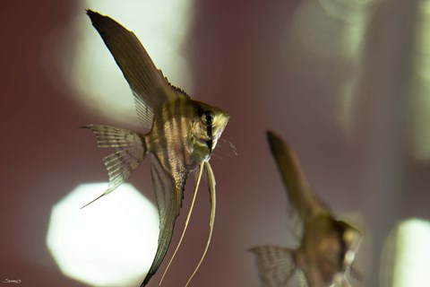Framed Angel Fish III Print