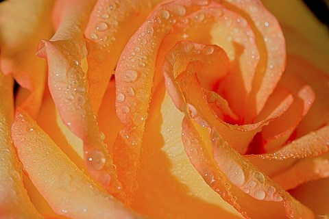 Framed Rose Orange And Raindrops Print
