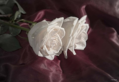 Framed White Rose Duo Print
