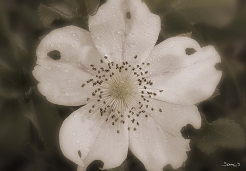 Framed Open White Flower Bloom Print