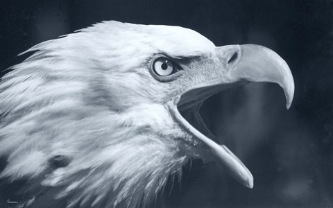 Framed Bald Eagle 4 Print