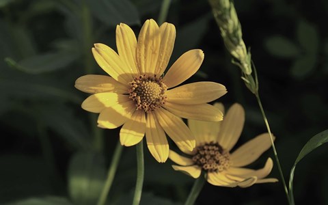 Framed Shades Of Nature Yellow Flowers On Green Print