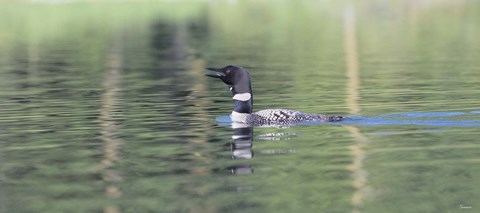 Framed Common Loon 6 Print