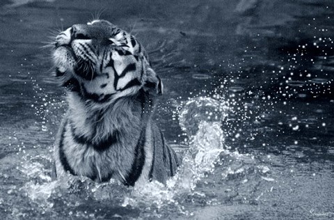Framed Tiger Splash Print