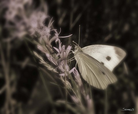 Framed Moth On Lavendar Wildflower Print