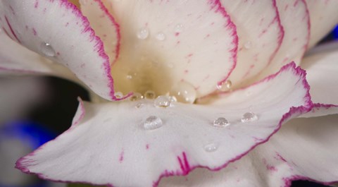 Framed Pink And White Carnation Closeup Print