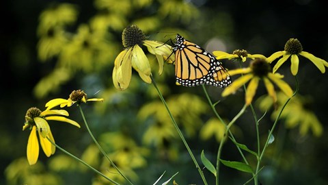 Framed Monarch 2 Print