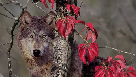 Framed Autumn Wolf Print