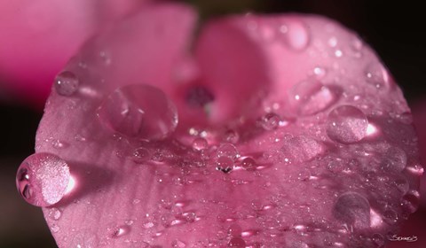 Framed Pink Flower With Dew Closeup Print
