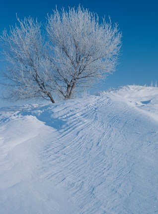 Framed Snow Terrain Tree V Print