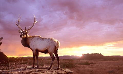 Framed Elk Sunrise In Canyonland Print