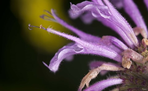 Framed Purple Flower On Green Print