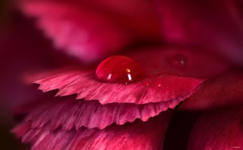 Framed Red Flower Petals And Raindrop Print