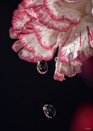 Framed Red And White Carnation And Raindrops Print