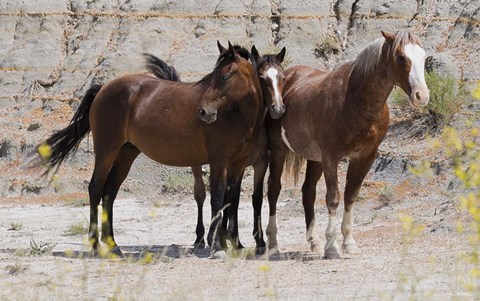 Framed Three Brown Horses Print