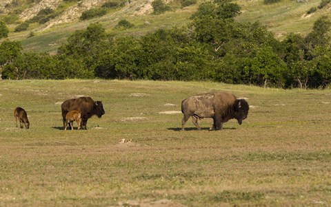 Framed Bison And Baby Bison Print