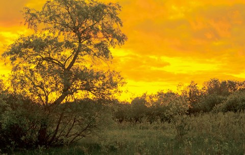 Framed Sunrise Over Green Field Print