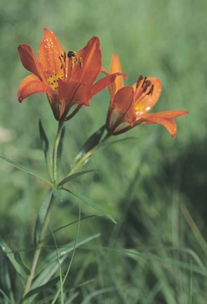 Framed Orange Tiger Lillies In Grass Print