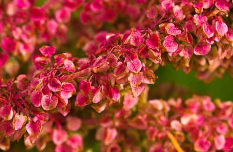 Framed Pink Leaves Clustered On Branch Print