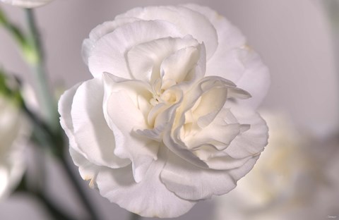 Framed White Flower And Stems Print