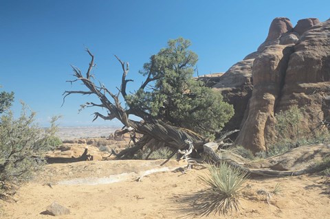 Framed Twisted Tree Under Blue Sky 20 Print