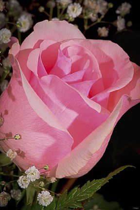 Framed Rose Pink Closeup Print