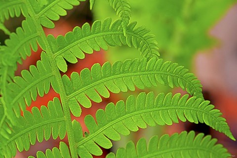Framed Fern Leaf Closeup Print