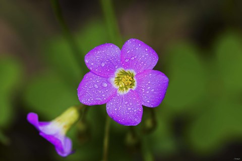 Framed Purple Wildflower And Bloom Print