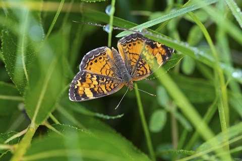Framed North Shore Orange Butterfly Print