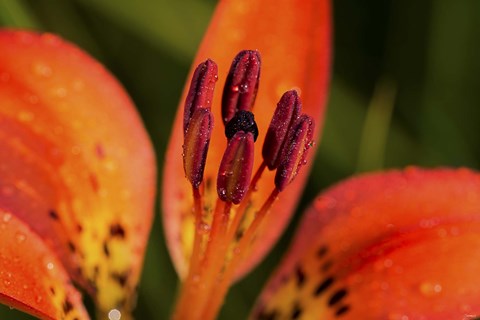 Framed Red And Black Flower Stamen Print