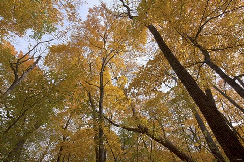 Framed Yellow Fall Trees From Below I Print