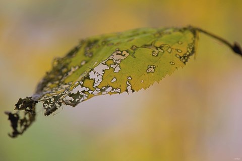 Framed Green And Yellow Leaf Closeup Print