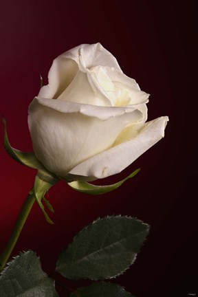 Framed White Rose On Red Print