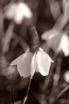Framed White Flower Bloom Black And White II Print