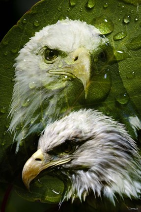 Framed American Bald Eagle III Print