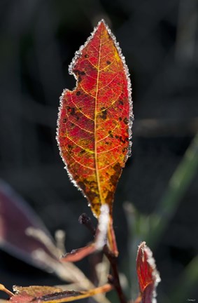 Framed Red Fall Leaf Closeup Print
