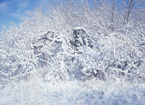 Framed Snow Terrain Tree I Print