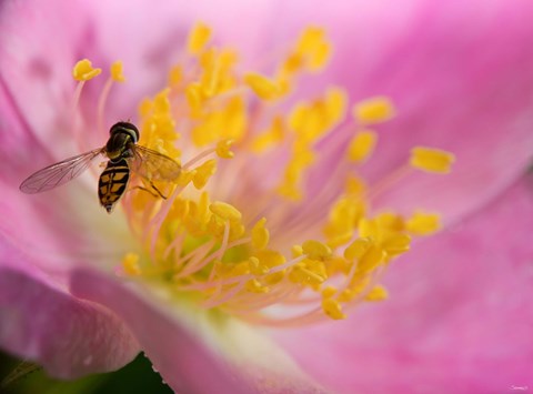 Framed Bee On Pink And Yellow Flower Print