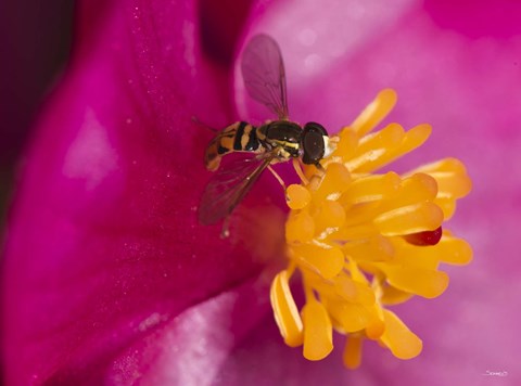 Framed Bee On Pink And Yellow Flower Closeup Print