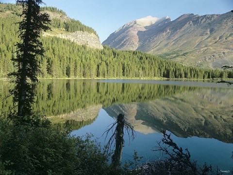 Framed River Reflecting Evergreens Print