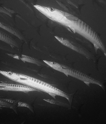 Framed Fish Underwater Black And White Print